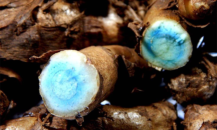 Telugu Black Turmeric, Blackturmeric, Care, Tips, Healthy Foods, Latest, Narmada