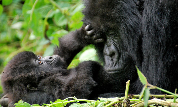  A Male Gorilla Who Gives Birth To A Baby In Columbus Zoo..?! Gorilla, Given, Bi-TeluguStop.com