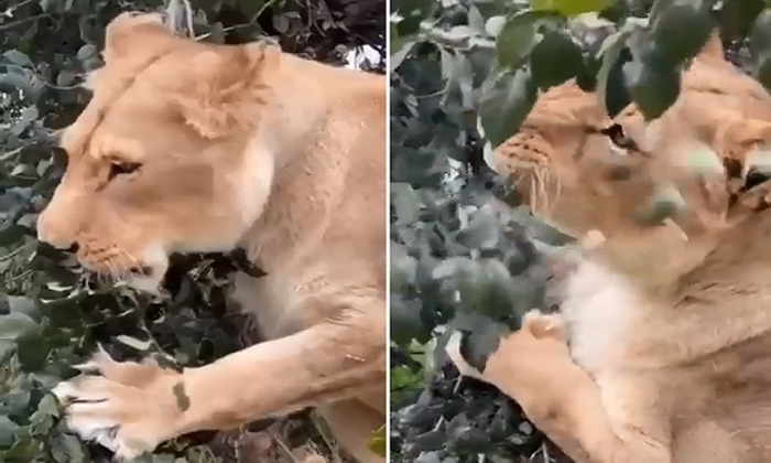  Lion Eating Grass And Leaves Video Viral Details, Lion, Eating, Vegetables, Leaf-TeluguStop.com