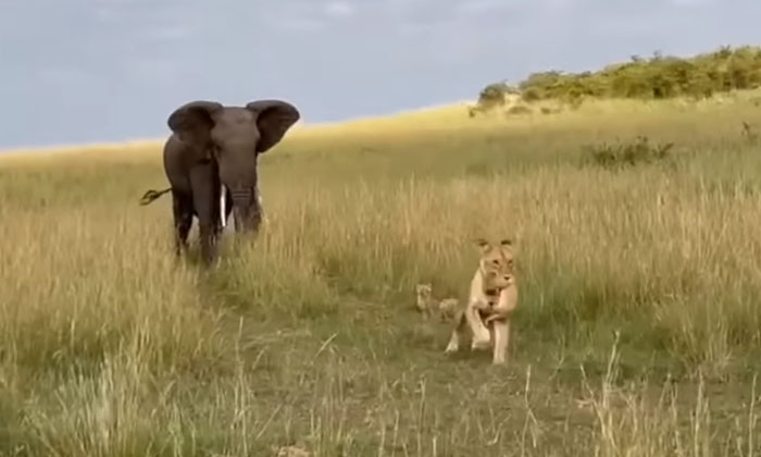  Lioness Fears Elephant To Protect Her Cubs Viral Details, Lion, Help, Viral Late-TeluguStop.com