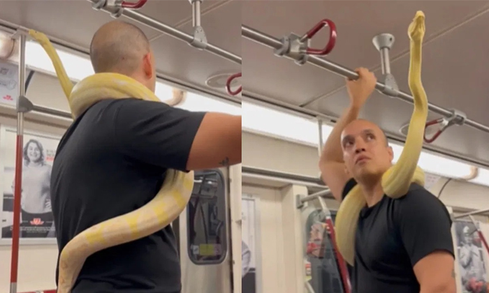  Man Carries Pet Snake In Toronto Metro Train Details, Travel ,large Snakes, Vira-TeluguStop.com