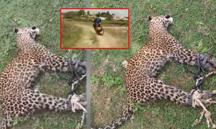  Man Ties Leopard To Bike And Handovered In Forest Office In Karnataka, Man Ties-TeluguStop.com