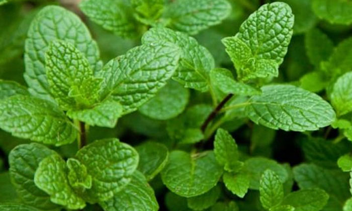  Best Herbal Tea For Good Health During Monsoon Season! Herbal Tea, Health Tea,-TeluguStop.com