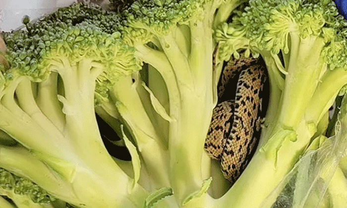  Old Man Found Snake Hiding Inside Broccoli Bought From Super Market Details, Off-TeluguStop.com