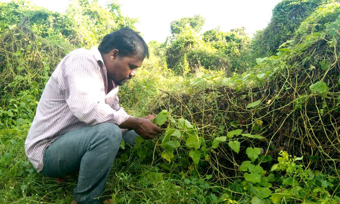 Telugu Forest, Inspirational, Jazzy, Komera Ankarao, Madras Private, Palnadukome Telugu Forest, Inspirational, Jazzy, Komera Ankarao, Madras Private, Palnadukome