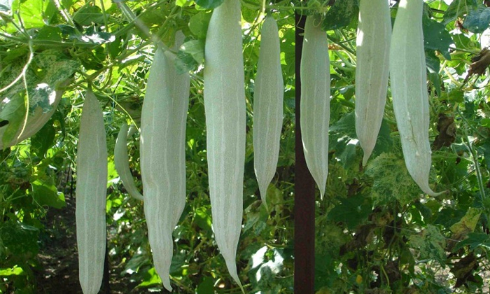 Preventive Measures In Snake Gourd Cultivation Details, Snake Gourd, Snake Gour Preventive Measures In Snake Gourd Cultivation Details, Snake Gourd, Snake Gour-TeluguStop.com