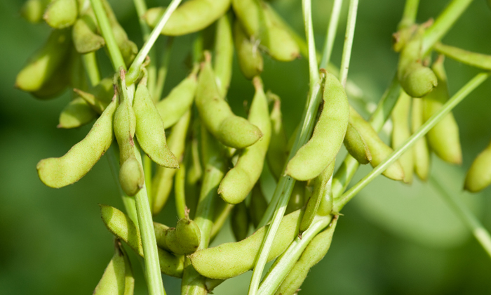  Preventive Methods For Looper Larva In Soyabean Cultivation Details, Preventive-TeluguStop.com