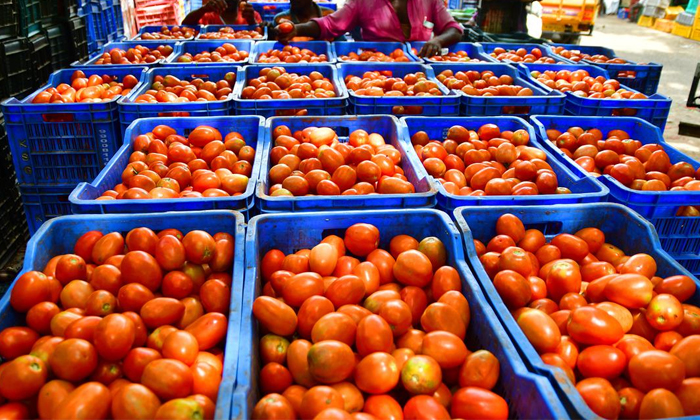 Tomato Farmer Chandramouli Success Story Details, Tomato Farmer, Farmer Chandram Tomato Farmer Chandramouli Success Story Details, Tomato Farmer, Farmer Chandram-TeluguStop.com