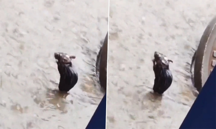  Viral Video Of Rat Bathing In Rain Details, Rat, Bathing, Rain, Viral Latest, Ne-TeluguStop.com