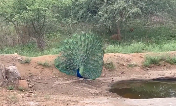  Watch Peacock Dancing In A Mesmerizing Way In Medak District Details, Peacocks,-TeluguStop.com