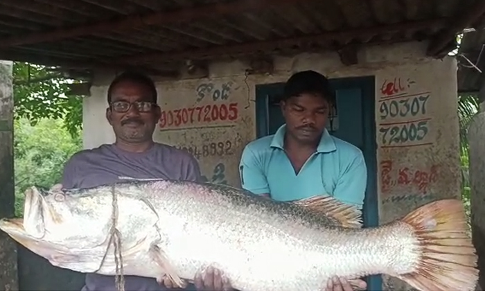  Yanam Fishermen Caught Huge Pandugappa Fish,yanam, Fishermen , Pandugappa Fish,-TeluguStop.com