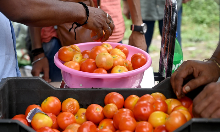  50 Rupees Per Kilo Of Tomato From August 15-TeluguStop.com