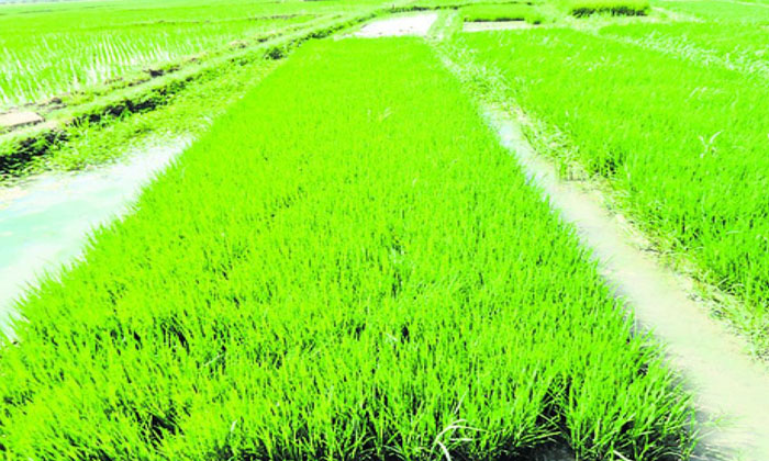  Investment And Labor Can Be Saved If Paddy Cultivation Is Done In Spreading Meth-TeluguStop.com