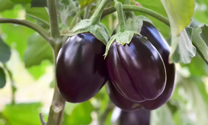 Telugu Brinjal, Diabetes, Egg Benefits, Telugu-Telugu Health