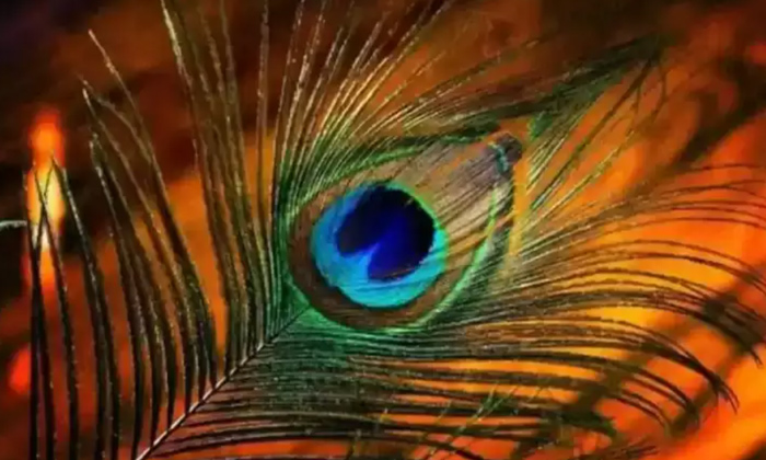  Vastu Tips The Right Way To Keep Peacock Feathers,peacock Feathers,vastu Tips ,a-TeluguStop.com