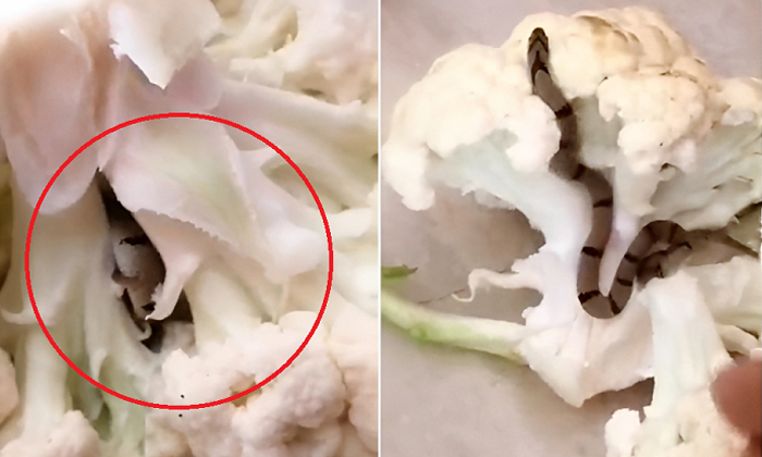  Baby Snake In Cauliflower Video Goes Viral Details, Snake, Latest News, Viral L-TeluguStop.com