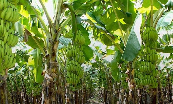  Planting Methods In Banana Cultivation-TeluguStop.com