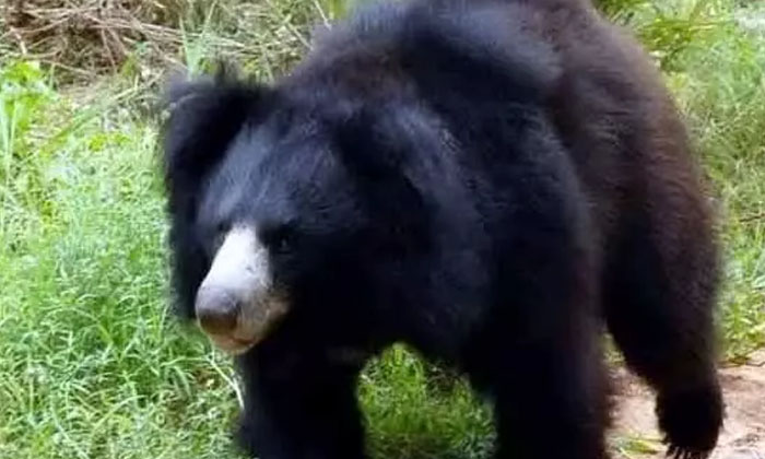  Bear Commotion On Tirumala Walkway Ttd, Bear, Tirumala Tirupati , Andhra Prades-TeluguStop.com