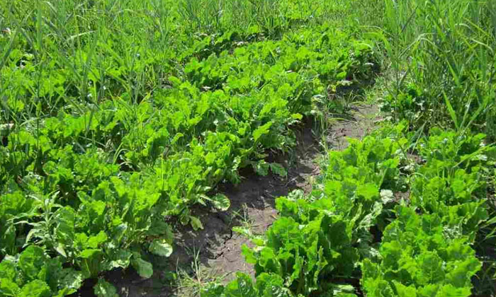 Telugu Agriculture, Anemia, Beet Root, Latest Telugu, Miracle, Nitrogen, Phospho Telugu Agriculture, Anemia, Beet Root, Latest Telugu, Miracle, Nitrogen, Phospho