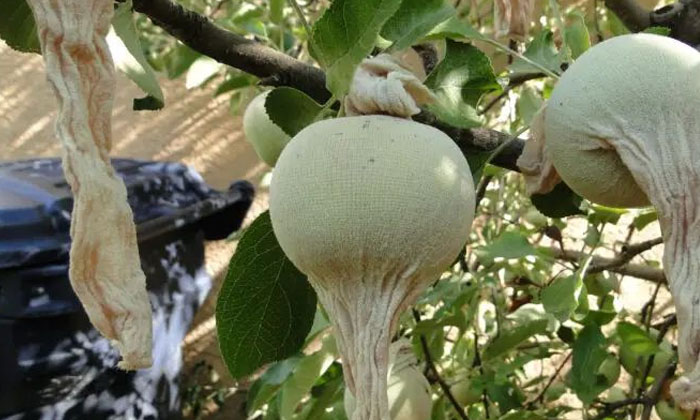  Better Methods Of Preventing Orchard Pests , Nut Cavity, Fly, Tenka Worm, Orchar-TeluguStop.com