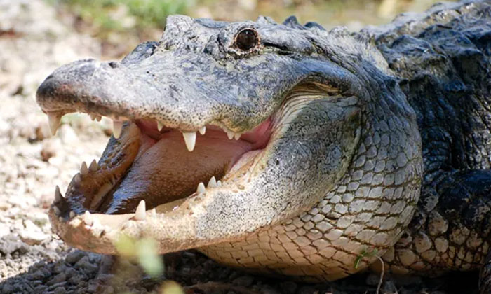 Better Than The Mother Crocodiles Are Telling How Much Pain Babies Are In , Moth Better Than The Mother Crocodiles Are Telling How Much Pain Babies Are In , Moth-TeluguStop.com