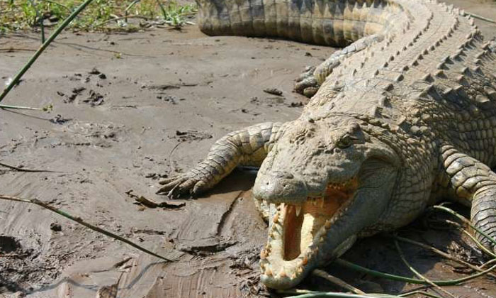 Telugu Crocadile, Latest, Mothers Love, Lyon France-Latest News - Telugu Telugu Crocadile, Latest, Mothers Love, Lyon France-Latest News - Telugu