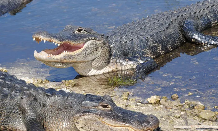 Telugu Crocadile, Latest, Mothers Love, Lyon France-Latest News - Telugu Telugu Crocadile, Latest, Mothers Love, Lyon France-Latest News - Telugu