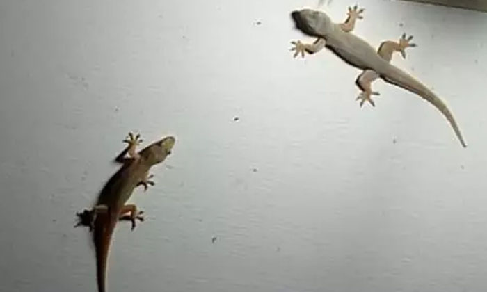 Telugu Black, Devotional, Lakshmi Devi, Lizards, Rainy Season, Vastu, Vastu Tips