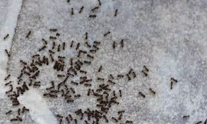 Telugu Black, Devotional, Lakshmi Devi, Lizards, Rainy Season, Vastu, Vastu Tips