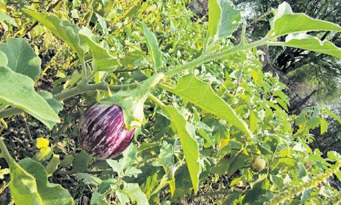 Telugu Agriculture, Bacteria, Brinjal, Farmers, Latest Telugu, Organic Method-La