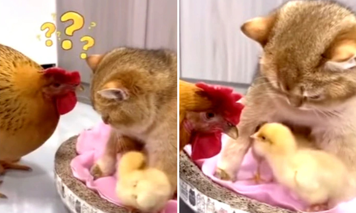 Cat Adopts Chicks Leaves Mother Hen Shocked Details, Viral News, Latest News, He-TeluguStop.com