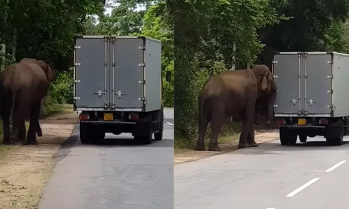 Telugu Elephant, Elephantattack, Elephantstart, Netizens, Truck, Animals, Latest