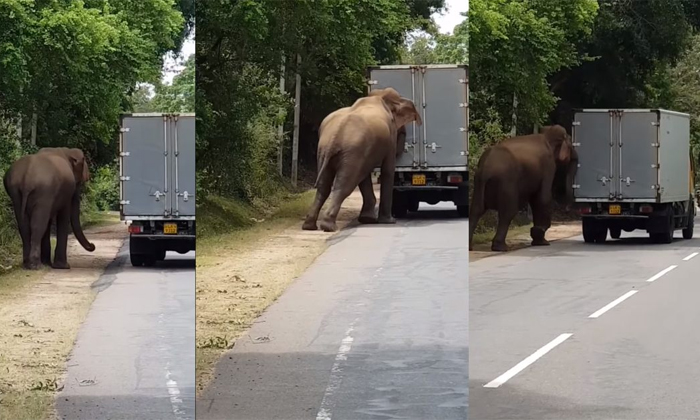 Telugu Elephant, Elephantattack, Elephantstart, Netizens, Truck, Animals, Latest