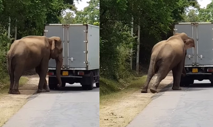  Elephant Helps To Start A Truck Video Viral Details, Elephant, Viral Latest, New-TeluguStop.com