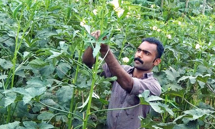 Telugu Agriculture, Fertilizers, Ladys Finger, Latest Telugu, Nitrogen, Pestresi