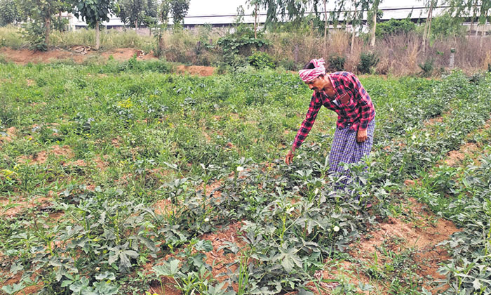  Lady's Finger Cultivation In The Cultivation Better Management Of Fertilizers-TeluguStop.com