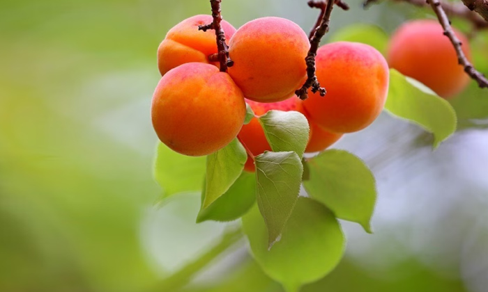  Amazing Health Benefits Of Eating Apricot,apricot,liver,heart Problems,telugu He-TeluguStop.com