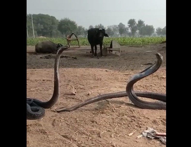 King Cobra Snakes Dancing Video Viral Details