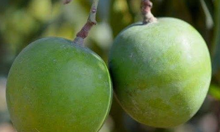  Income Is In Lakhs With Punasa Mangoes That Ripen Twice A Year , Mango, Agricul-TeluguStop.com