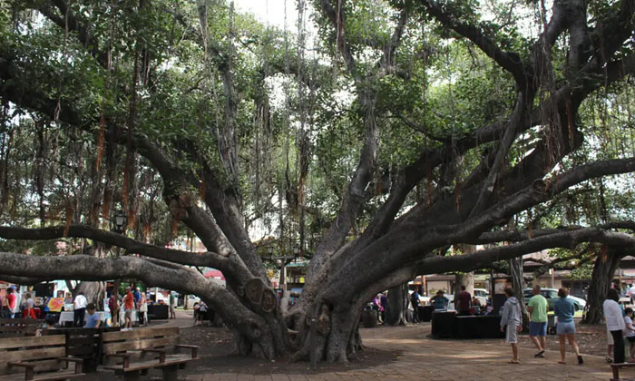 Telugu America, Banyan Tree, India, Lahaina, Landmark, Maui, Nri, Resilience, Sh