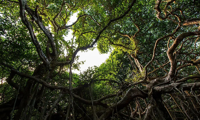 Telugu America, Banyan Tree, India, Lahaina, Landmark, Maui, Nri, Resilience, Sh