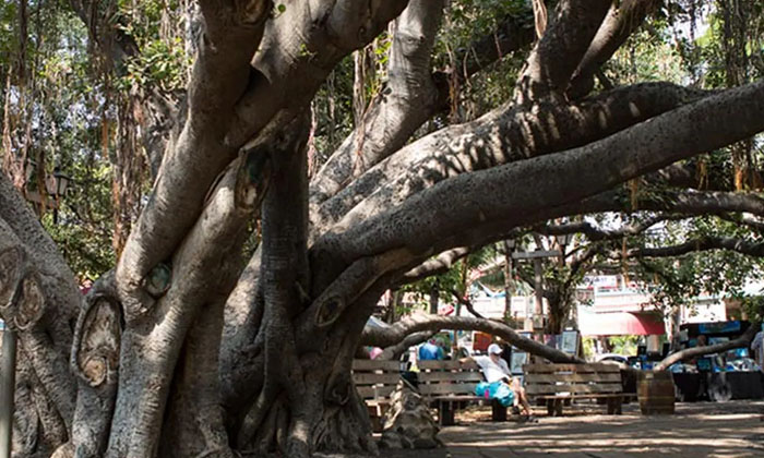  Indian Banyan Tree In America After 150 Years Its Survival Is Endangered, Banyan-TeluguStop.com