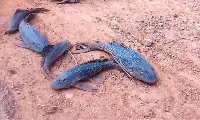  Kolleru Is A Ghost Fish Thrashing In The Water Along With The Flood , Kolleru, G-TeluguStop.com
