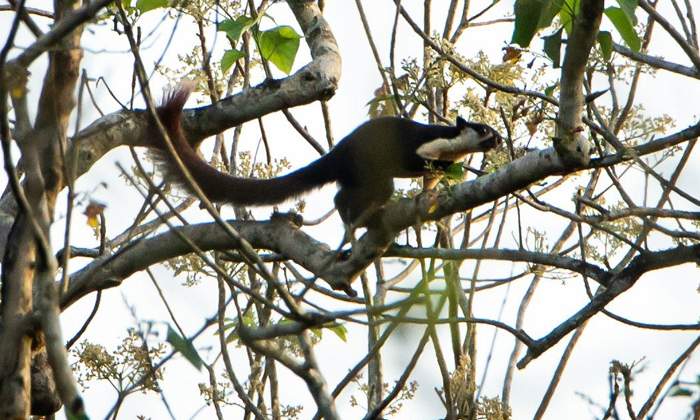  Large Squirrel Species Found In India Details, Latest News, Trending News, Squir-TeluguStop.com