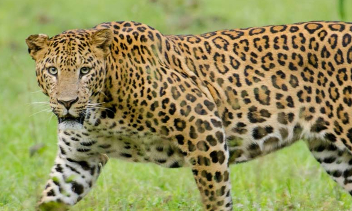 Telugu Car, Doddapyalagurki, Karnataka, Leopard Attack, Safety-Latest News - Tel