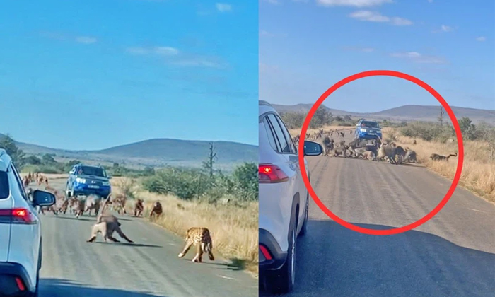  Leopard Attacked And Beaten Up By Troop Of Baboons Viral Details, Viral News, Vi-TeluguStop.com