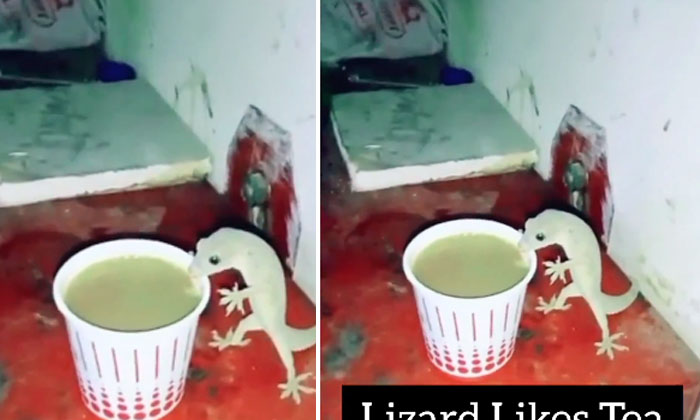  Viral Video: Lizard Enjoying The Tribe While Drinking Tea..! Lizard, Drinking, T-TeluguStop.com