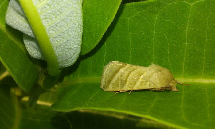  Male Moths Make Their Own Perfume From Flowers To Attract Females Details, Techn-TeluguStop.com