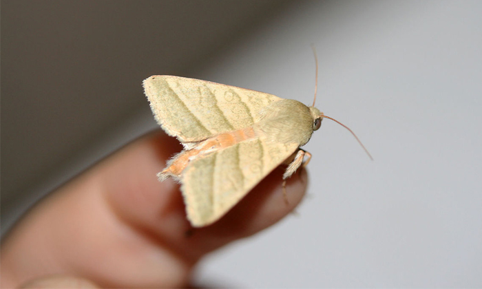 Telugu Females, Female Insects, Floral, Flowers, Male, Perfume, Tobacco Budworm-