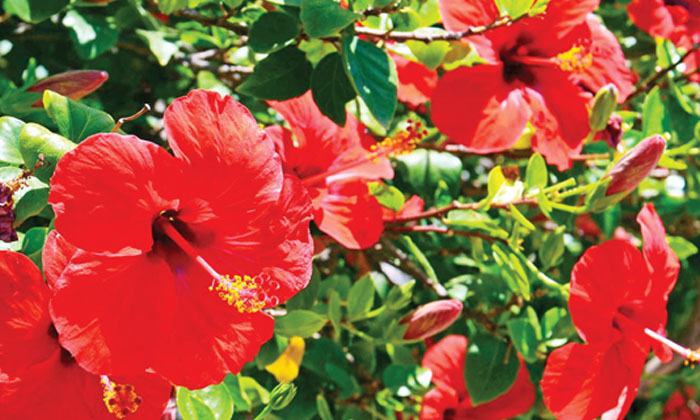 Doing This Twice A Week With Aloe Vera Has Amazing Benefits For Hair, Malnutriti Doing This Twice A Week With Aloe Vera Has Amazing Benefits For Hair, Malnutriti-TeluguStop.com